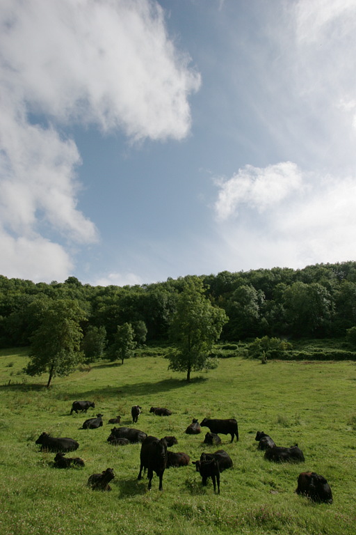 img_3042_woodchester_park_cows