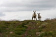 img_9213_humbleton_hill_sheeps.jpg