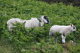 img_9251_harehope_hill_camouflaged_sheeps.jpg