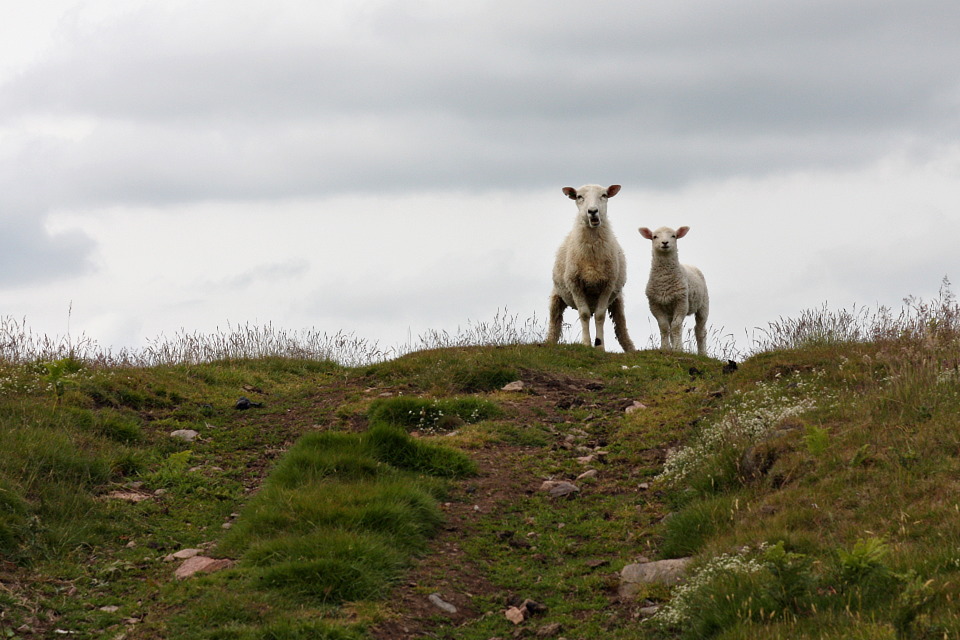 img_9213_humbleton_hill_sheeps