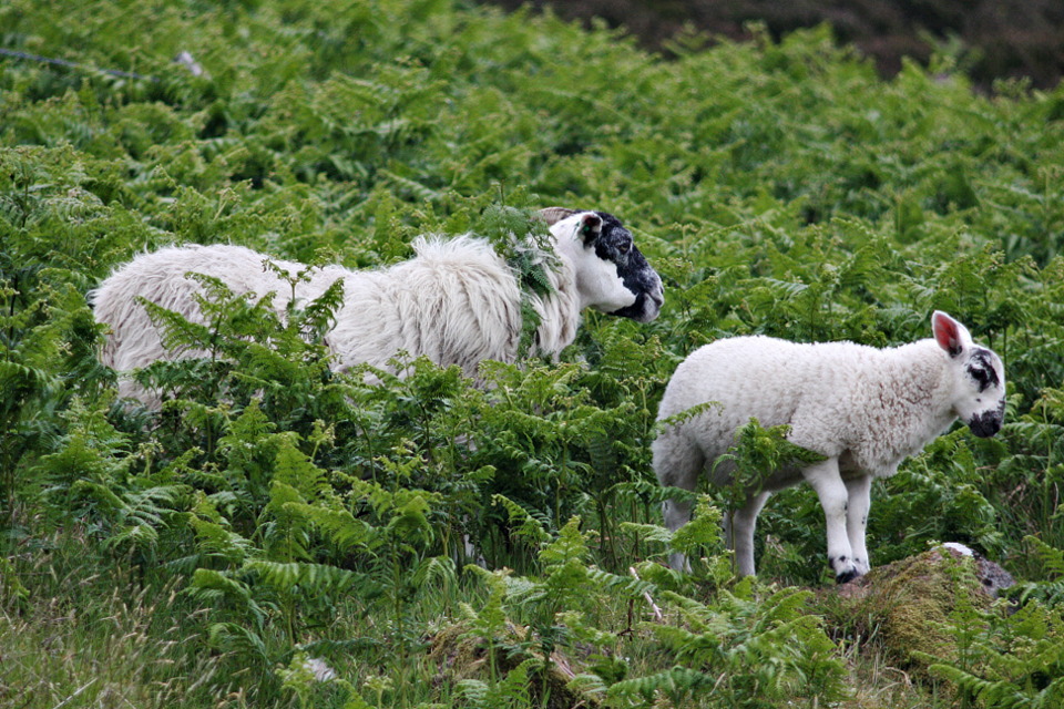 img_9251_harehope_hill_camouflaged_sheeps