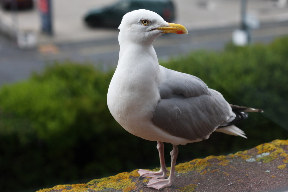 img_2272_port_erin_hungry_seagull