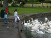 cork_lough_girls_and_swans_2750