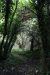 1365_moody_thicket_ballyvaughan