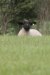 1734_staring_sheep_ballyvaughan