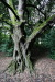 img_6186_kilkenny_castle_park_tree.jpg
