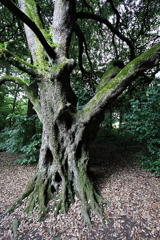 img_6186_kilkenny_castle_park_tree