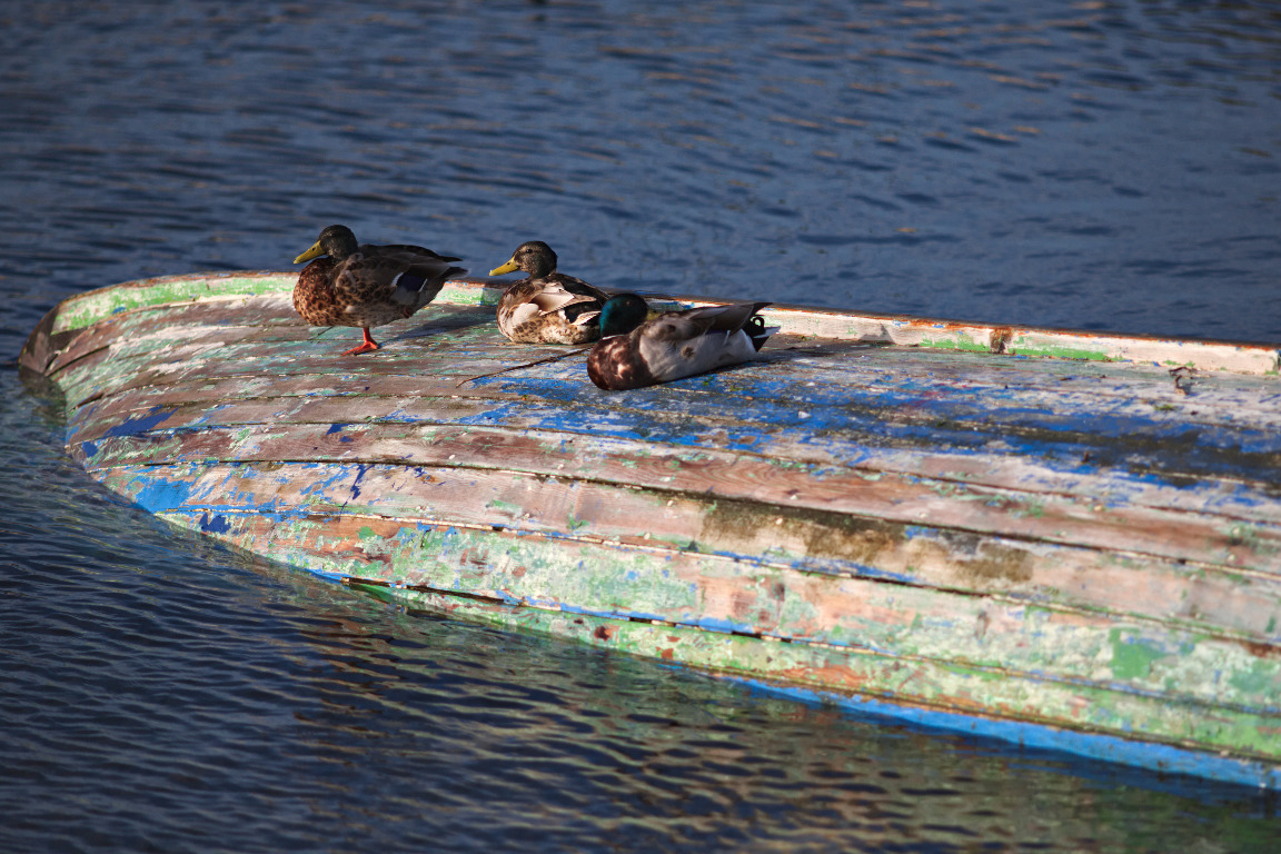 img_2988_galway_ducks_and_colourful_boat
