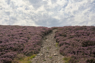 Thumbnail img_1733_laragh_path_to_trooperstown_hill.jpg 