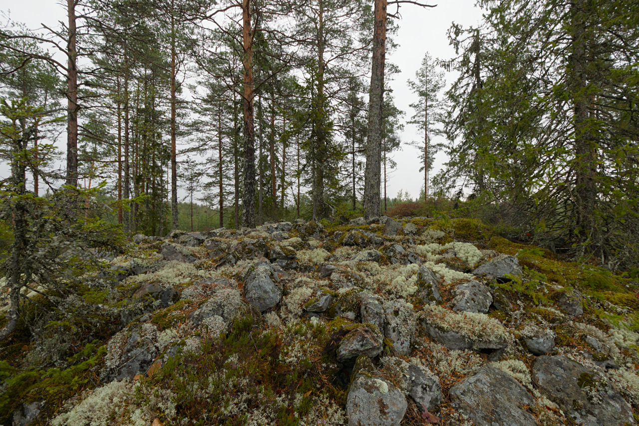 img_9919_sahakosken_pirtti_muinaishauta.jpg 