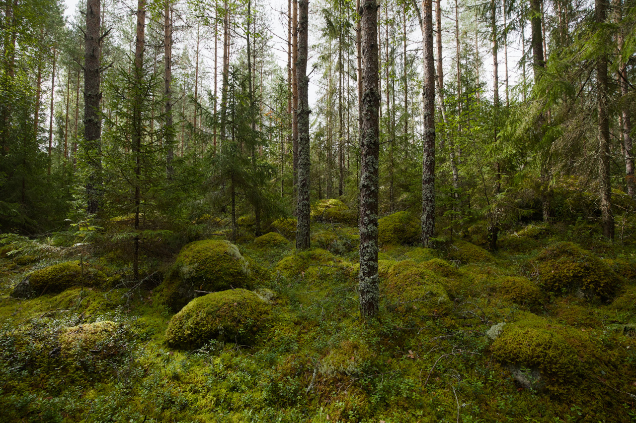 img_9931_sahakoski_muinaishauta_pohjoisempana.jpg 