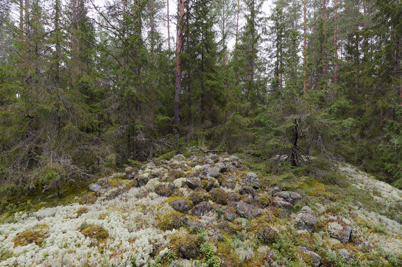 img_9935_sahakoski_toinen_muinaishauta_pohjoisempana.jpg 
