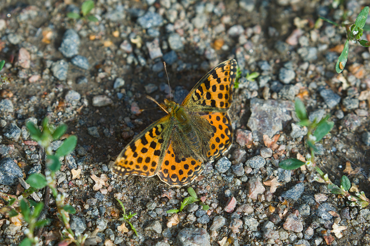 img_9976_sahakoski_helmihopeatapla.jpg 