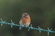 Thumbnail img_5175_european_stonechat_on_barbed_wire.jpg 