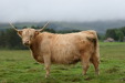 img_8596_cattle_near_cromdale