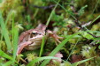 img_8869_frog_in_craigellachie_nature_reserve
