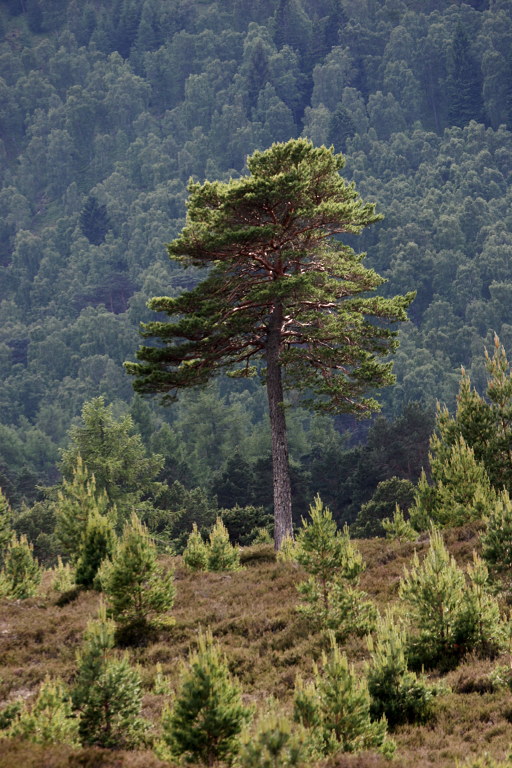 img_9075_tree_near_aviemore