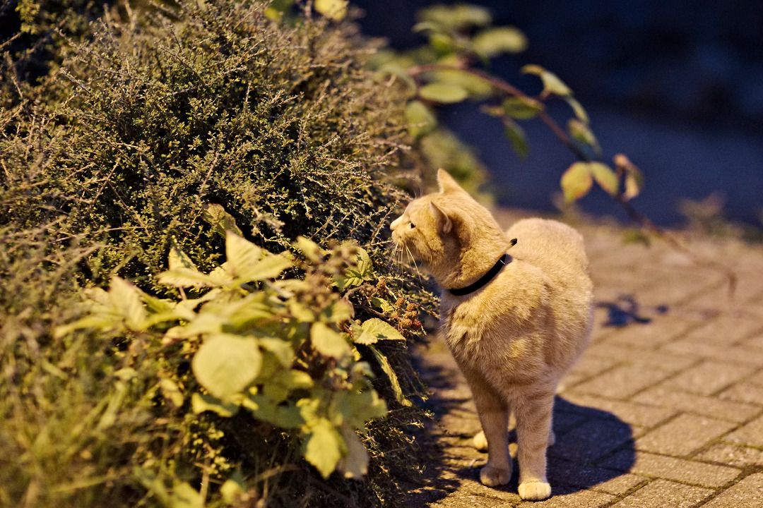 img_8893_tobermory_cat_in_the_night