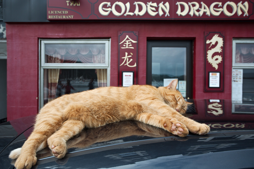 img_9143_tobermory_cat_on_the_car