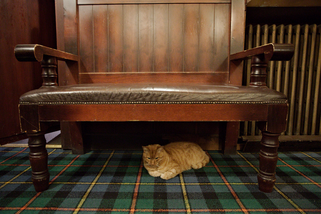 img_9152_tobermory_cat_under_the_bench