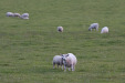 img_4825_meliden_obligatory_sheep_photo.jpg