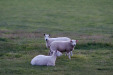 img_4832_dyserth_the_twilight_sheeps.jpg