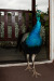 img_5072_dyserth_falls_resort_peacock_coming_in.jpg